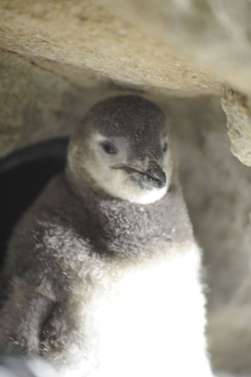Cucciolo di Pinguino all' AquarioVillage Genova